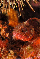 Dwarf scorpion fish by Samuel Kemp 